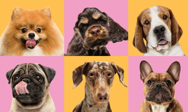istock Close-up dog's portrait isolated over multicolored background. Collage 1319186659