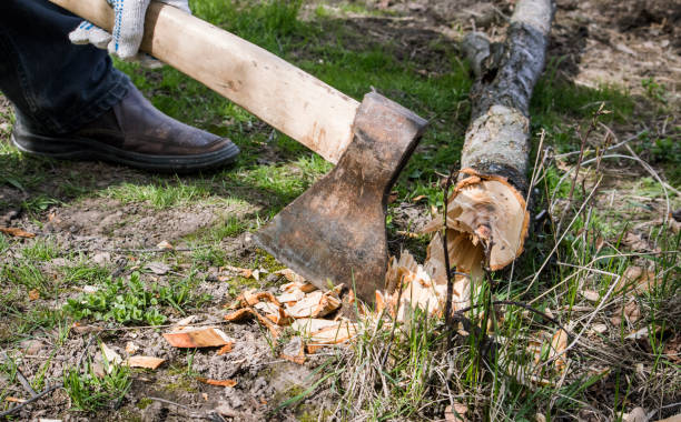 istock a man with an axe next to a tree he cut down 1319186699
