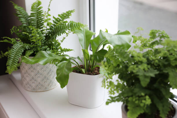 istock Different beautiful ferns in pots on white window sill 1319187042