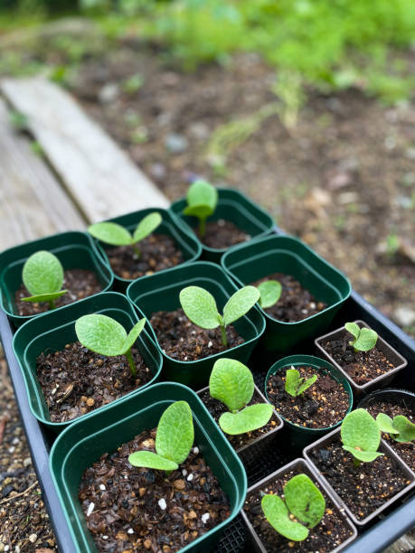 istock Pumpkin seedlings germinating in small pots home grown 1319187070