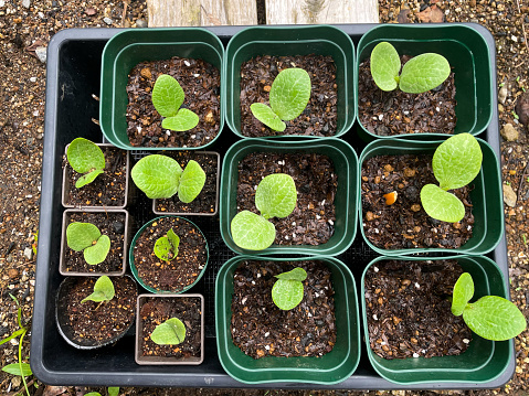 A tray of small pots with little pumpkin seedlings sprouting with an outdoors home garden background.