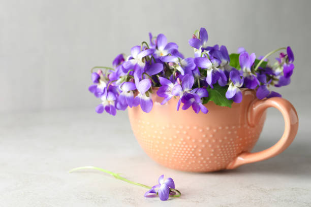 istock Beautiful wood violets in cup on light table, space for text. Spring flowers 1319187298
