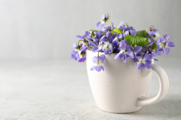 istock Beautiful wood violets in cup on white table, space for text. Spring flowers 1319187335