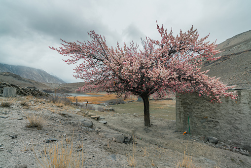 Scenic view of apricot blossom  on the background of snowcapped mountains in northern Pakistan