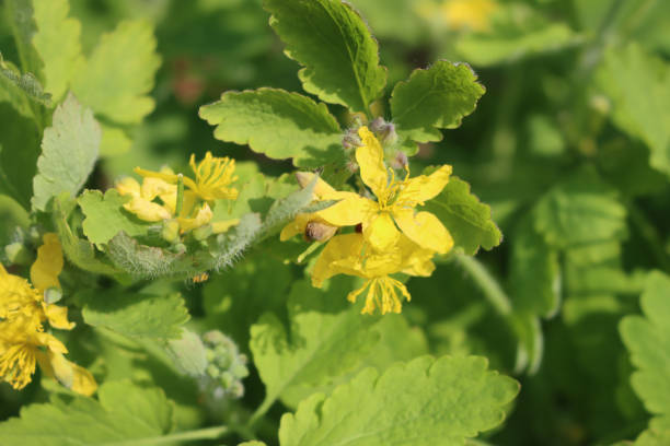 istock Yellow Chelidonium flowers 1319188259