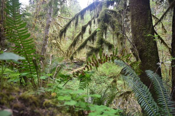 istock Journey Through a Fairy Forest 1319188437