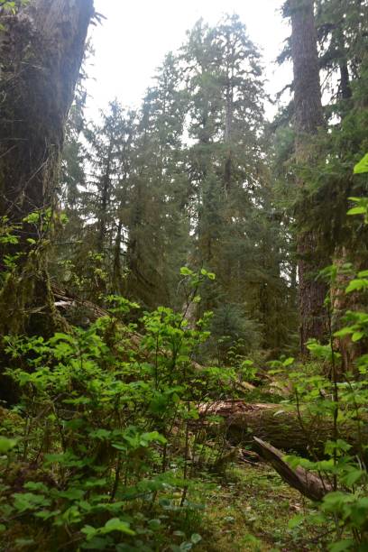 istock Journey Through a Fairy Forest 1319188556