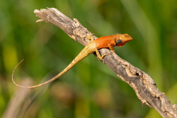 istock Colorful Oriental Garden Lizard perching on a dried perch 1319189683