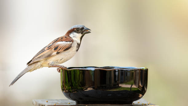 istock Male House Sparrow perching on a feeding bowl isolated on leafy green background 1319189698