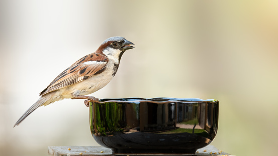 Young fledgling House Sparrow Passer domesticus feeding from a garden bird feeder in England, United Kingdom