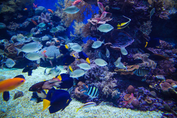 istock Underwater coral reef in red sea 1319189702