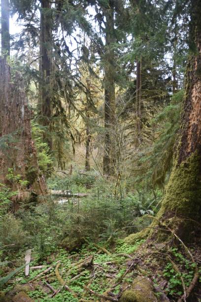 istock Journey Through a Fairy Forest 1319190586