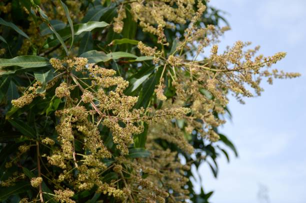 istock mango flower in nature garden 1319190638
