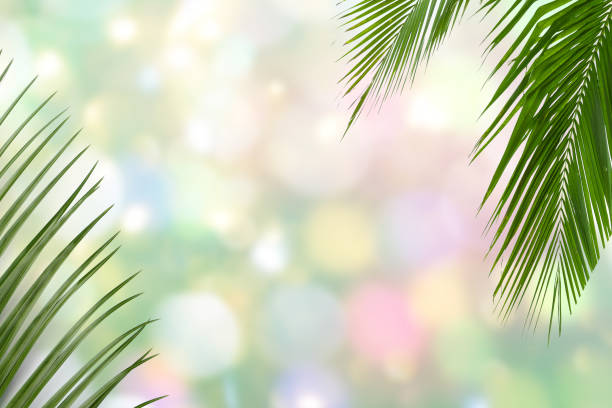 Creative layout of green tropical leaves on colored background. Minimal summer concept with copy space. Summer background.