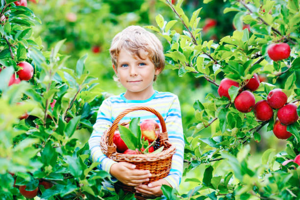 アクティブ幸せなブロンドの子供の男の子は、有機農場で赤いリンゴを選んで食べて、屋外で秋。助けと収穫を楽しんでいる面白い小さな就学前の子供。 - apple orchard child apple fruit ストックフォトと画像