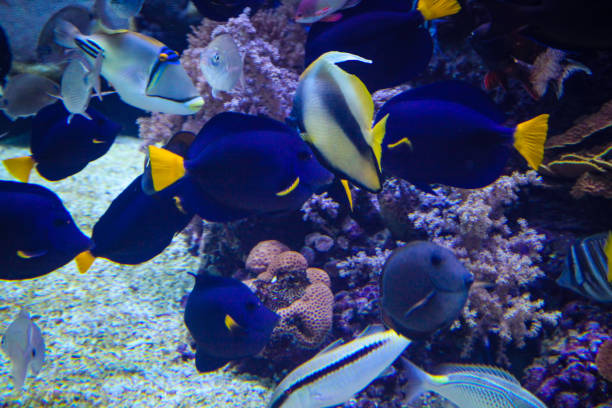 istock Underwater coral reef in red sea 1319190883
