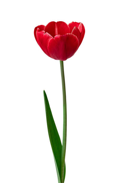 istock Isolated red tulip on white background 1319190963