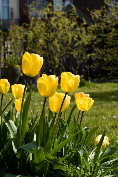 istock beautiful flowers in the garden 1319191441