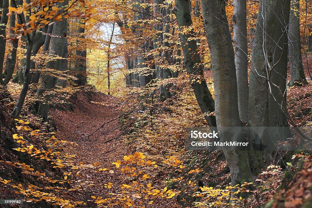 Beech Wald im Herbst - Lizenzfrei Ast - Pflanzenbestandteil Stock-Foto