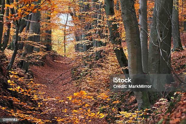 Beech Wald Im Herbst Stockfoto und mehr Bilder von Ast - Pflanzenbestandteil - Ast - Pflanzenbestandteil, Baum, Berg