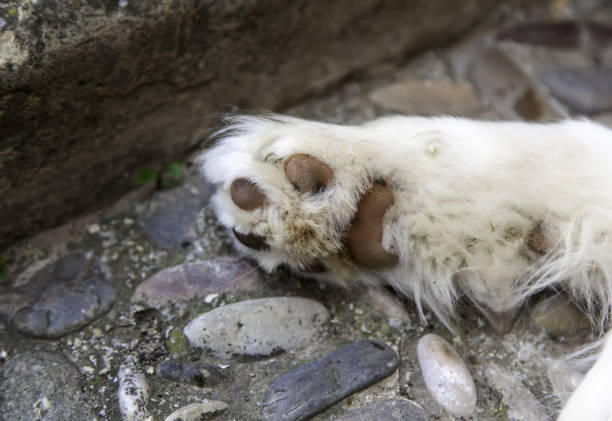 Dog paw pads Dog paw pads lying on the floor, domestic animals, pets dog paw padding close up stock pictures, royalty-free photos & images