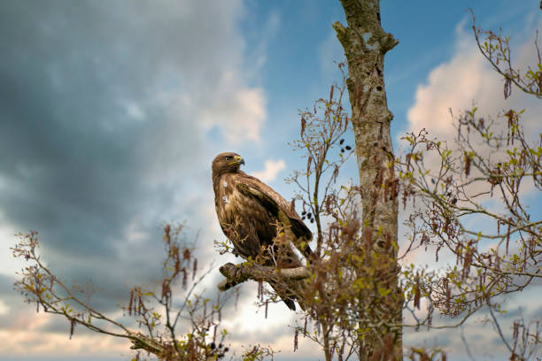 istock Impressive buzzard, buteo buteo, sitting on a branch in the spring with copy space. Dominant bird of prey is observing on a branch. Feathered animal with white and brown plumage. Impressive sky, dramatic clouds 1319195978