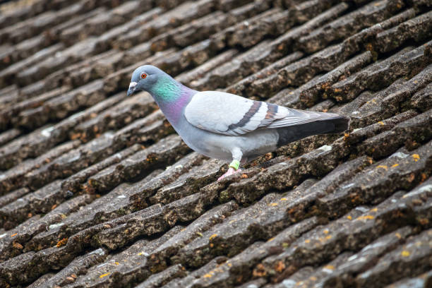 istock one pigeon on an old tiled roof 1319196081