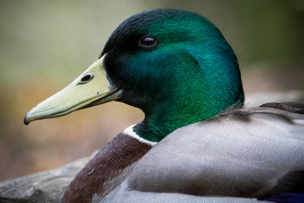 istock Mallard in profile resting by pond in woodland 1319196883