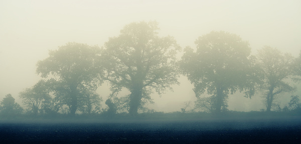The fog transfers a row of trees at the border of a field to a mystical landscape