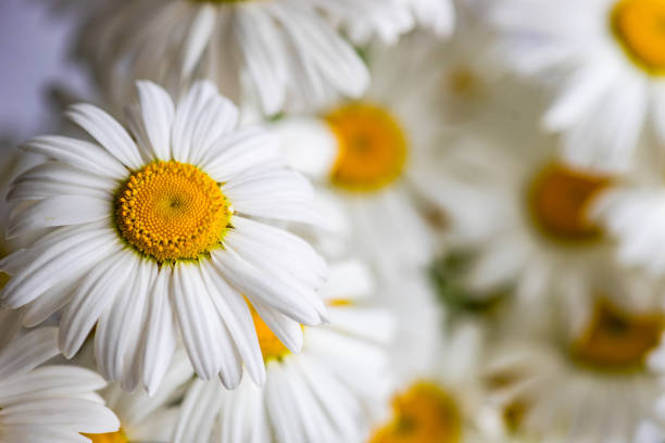 istock White daisy flowers as a summer background 1319197432