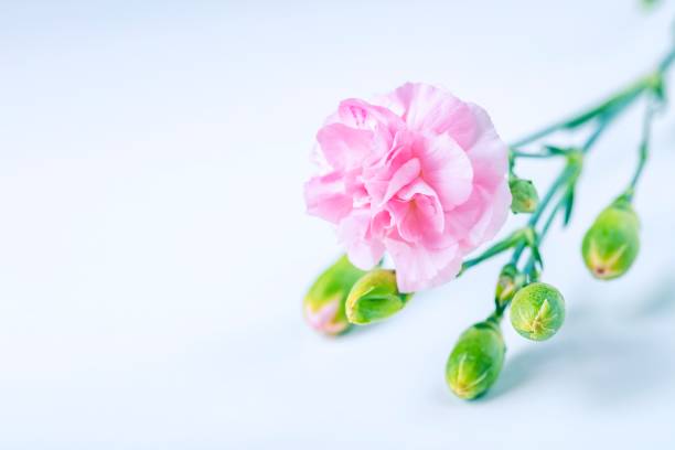 Carnation on the white background. The blank space is for the title or text.