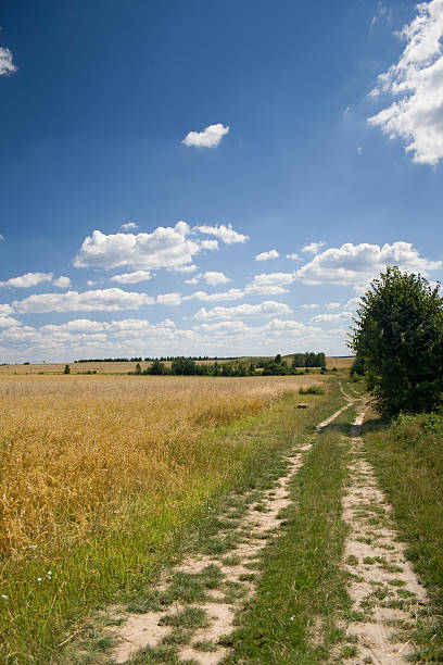 strada di campagna - oat field plant cirrocumulus foto e immagini stock