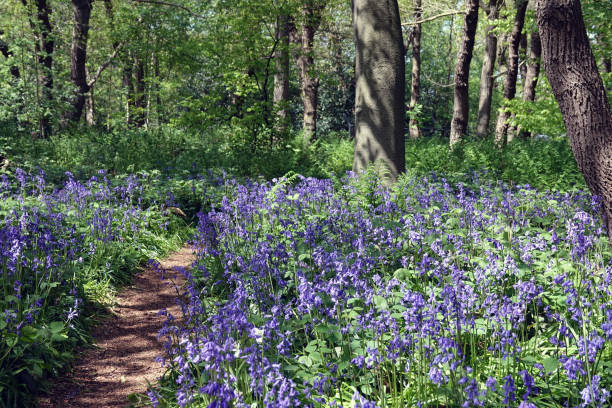 istock Springtime in Park Sorghvliet in The Hague 1319200203