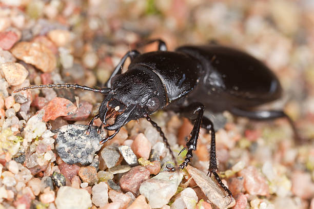 istock Ground beetle, broscus cephalotes, macro photo 131920037