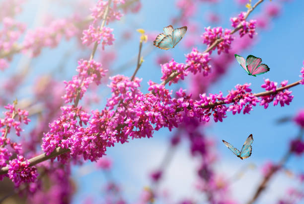 istock Branches blossoming tree on background blue sky in spring on nature outdoors 1319200501