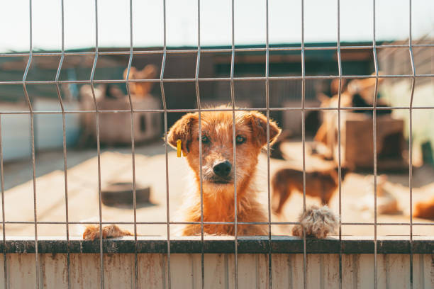 Portrait of cute red hair dog looking trough fence. Adoption concept stock photo