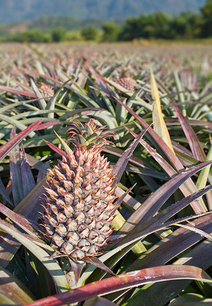 istock Pineapple, tropical fruit on agriculture field. 131920060
