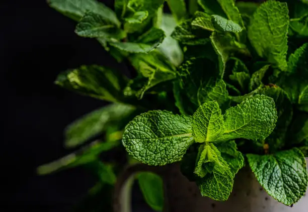 Organic food concept with fresh green leaves of mint plant