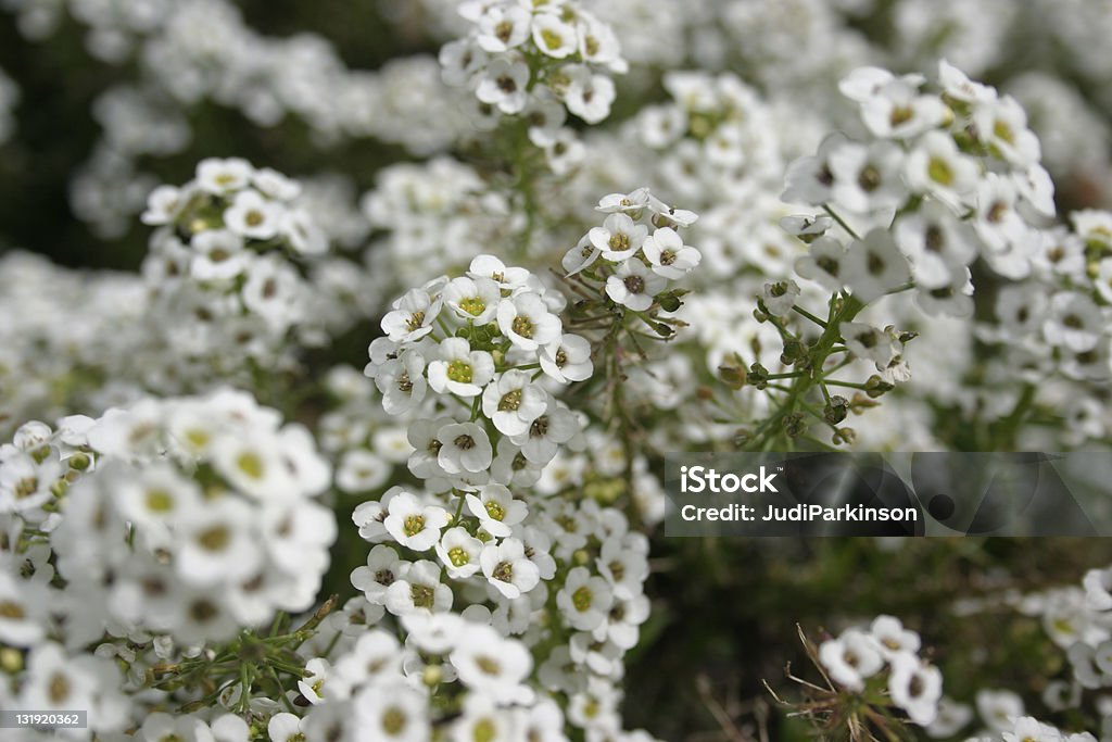 White Sweet Alice Alyssum Flowers Lobularia Maritima Closeup of tiny white Alyssum flowers, Sweet Alice Lobularia Maritima White Color Stock Photo