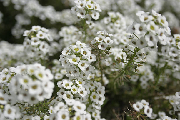 White Sweet Alice Alyssum Flowers Lobularia Maritima stock photo