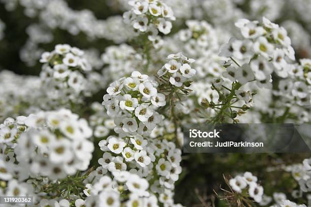 White Sweet Alice Alyssum Flowers Lobularia Maritima Stock Photo - Download Image Now