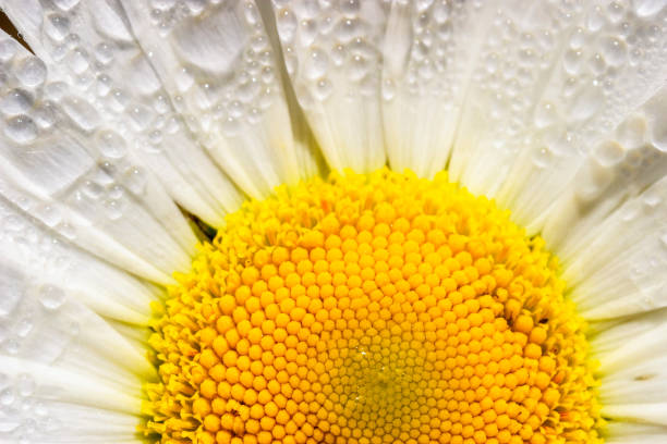 istock Close up at a blooming Oxeye daisy flower with morning dew 1319203681