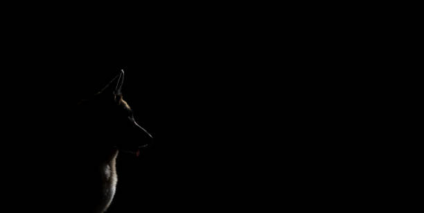 Long horizontal minimalistic banner with silhouette of dog in profile and lot of empty space for text or advertising. German Shepherd sits and looks away and its fur is illuminated by bright light.