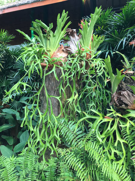 Platycerium superbum or Staghorn fern in Thailand. Platycerium superbum or Staghorn fern in Thailand. antler chandelier stock pictures, royalty-free photos & images