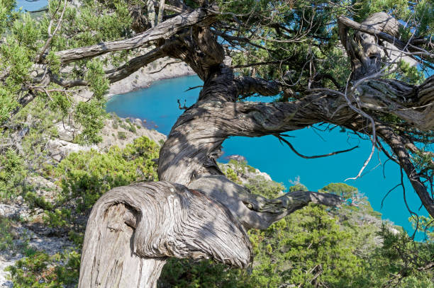 Old relict treelike juniper  with curved trunk. Old relict treelike juniper (Juniperus excelsa) with a twisted and curved trunk. Coastal rocks in Novy Svet, Crimea. juniperus excelsa stock pictures, royalty-free photos & images