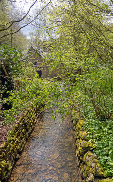 istock Stream in the Forest of Eifel National Park 1319204555