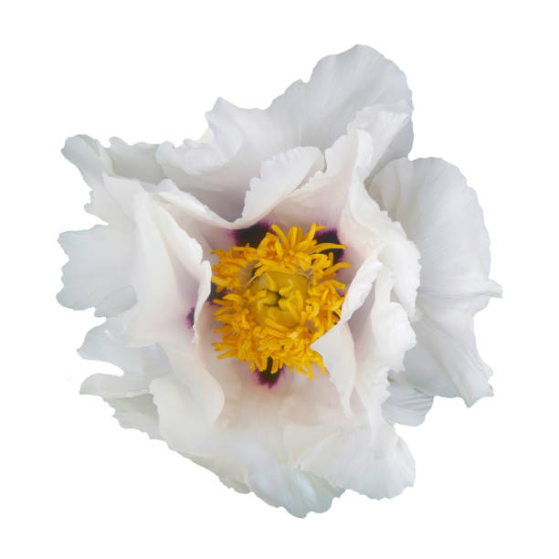 istock Macro photo white tree peony on white isolated background. 1319205052