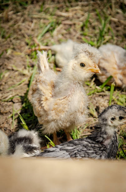 istock chicks in the air time 1319206388