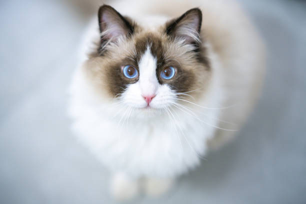 istock A gentle and lovely ragdoll cat 1319206416