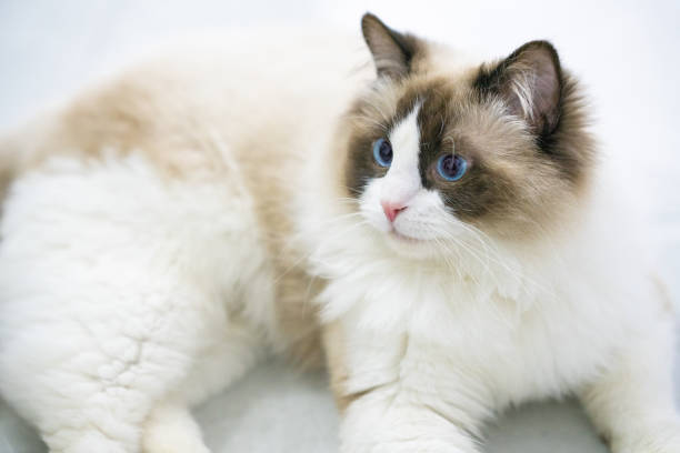istock A gentle and lovely ragdoll cat 1319206424